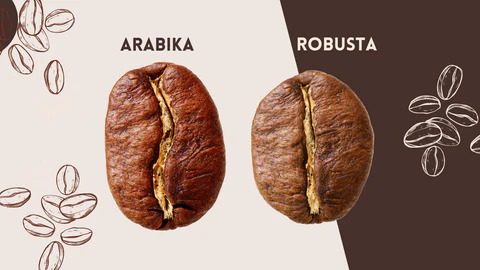 فرق قهوه عربیکا با روبوستا